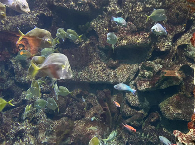 ��Ӫ�߲�Ͷ���й�׬Ǯ_�½������������